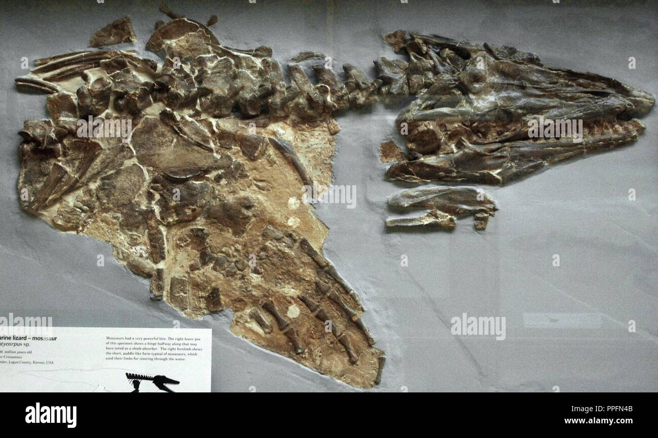 Lo scheletro di un Mosasaur (Platycarpus sp.). Cretaceo superiore rettile marino. 83-80 milioni di anni. Museo di Storia Naturale. Londra. Regno Unito. Foto Stock