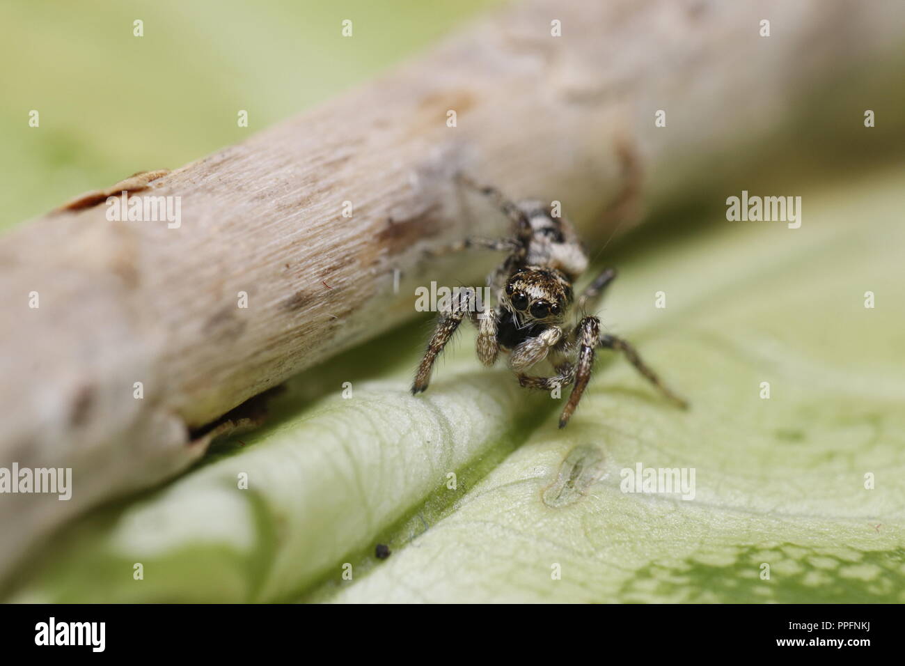 Zebra arlequin jumping spider macro close up Foto Stock