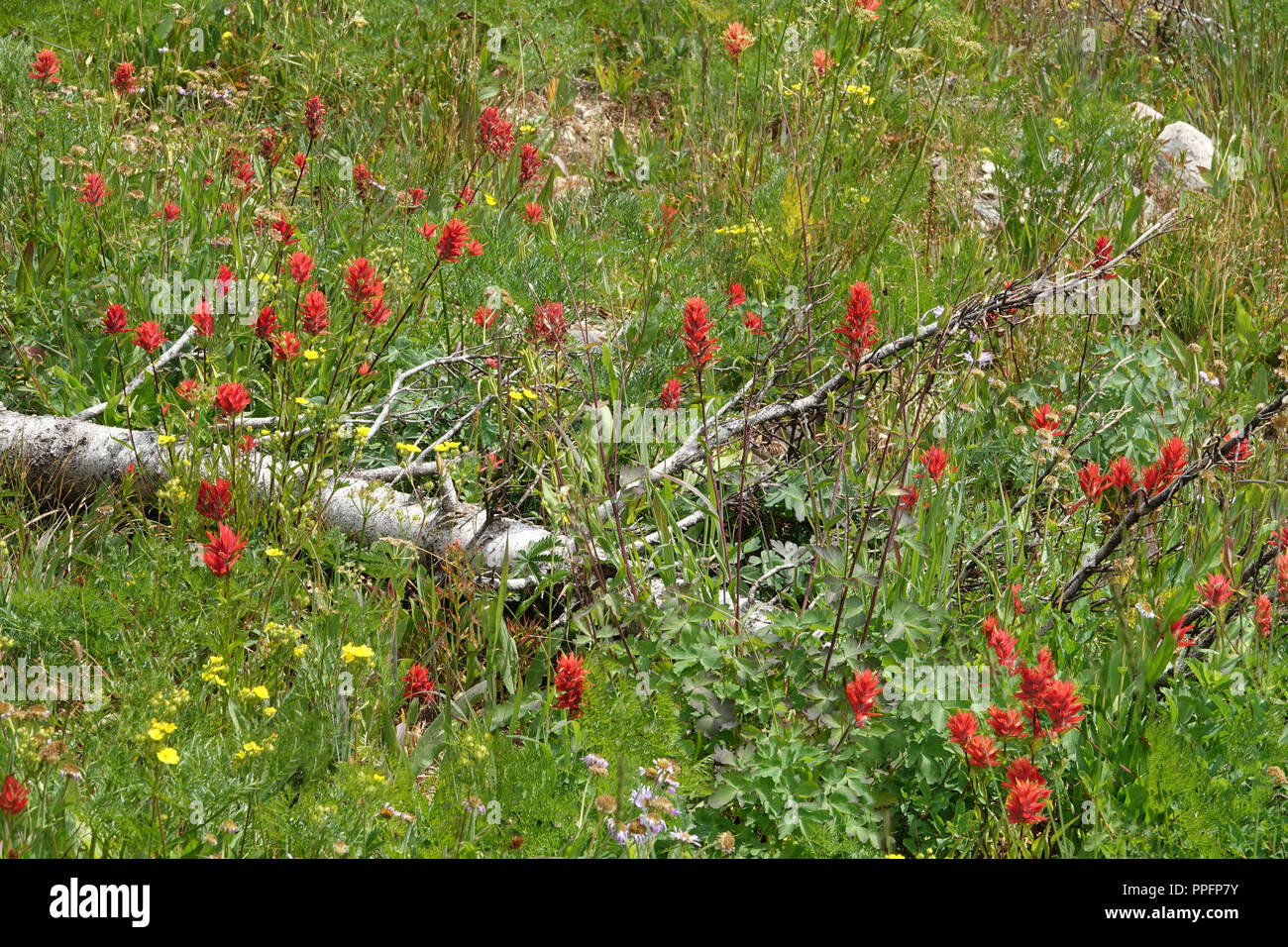 Red Indian Paintbrush blumi circondato da vegetazione verde Foto Stock