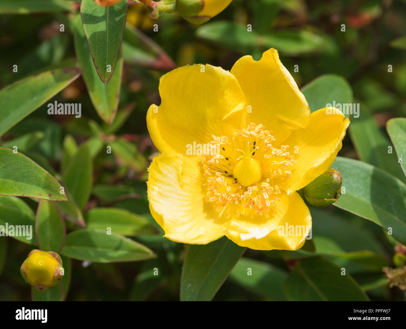 Alpine Papavero (Papaver alpinum), singolo fiore giallo, in estate nel West Sussex, in Inghilterra, Regno Unito. Foto Stock