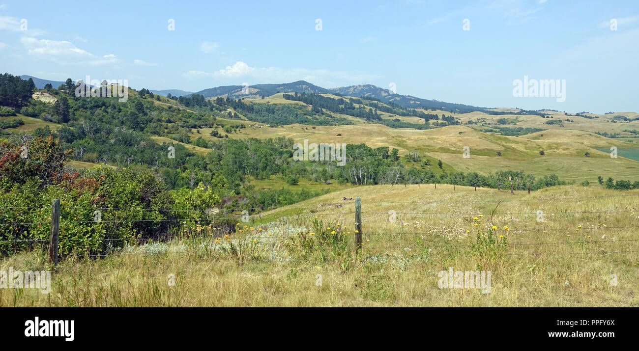 Dolci colline con patch di prateria di erba verde e alberi leafed Foto Stock