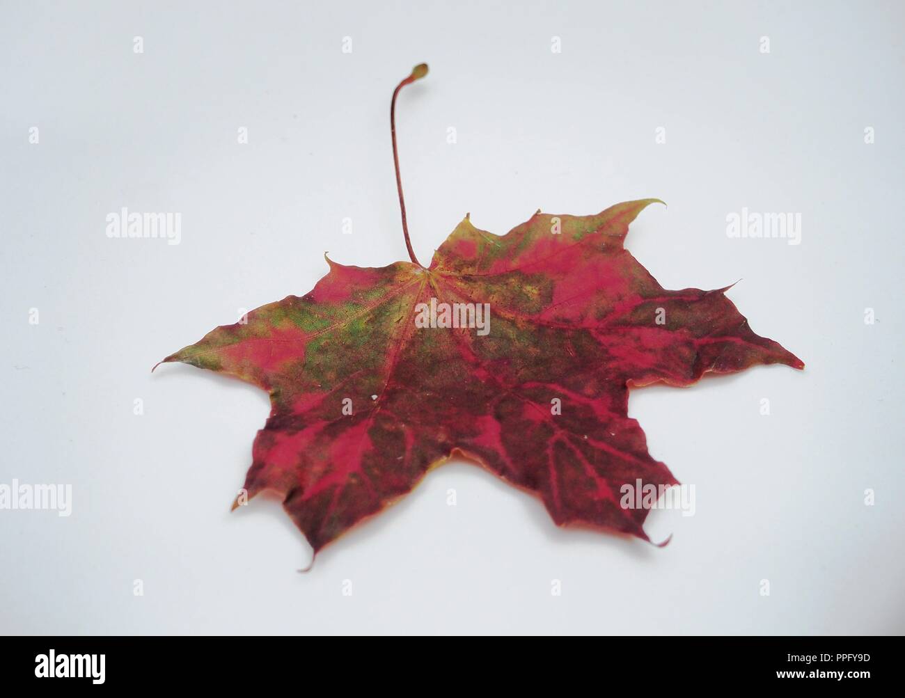 Brown caduti autunno maple leaf su sfondo bianco. Defogliazione. Close up. Foto Stock