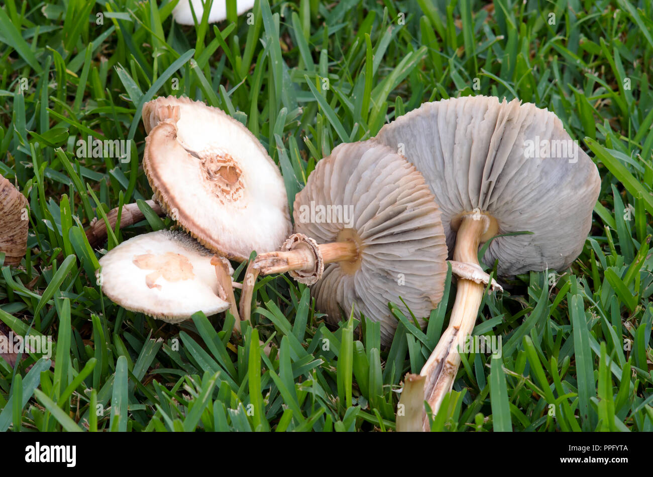 Rovesciato i funghi con le branchie visibile in un prato di erba. Foto Stock