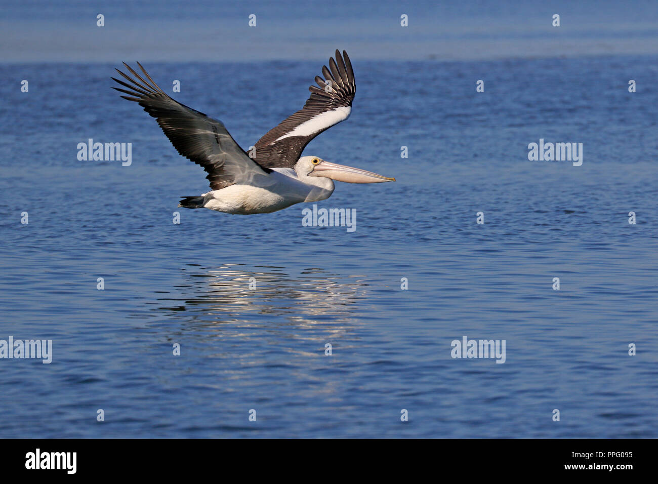 Australian Pelican battenti nel Queensland Australia Foto Stock