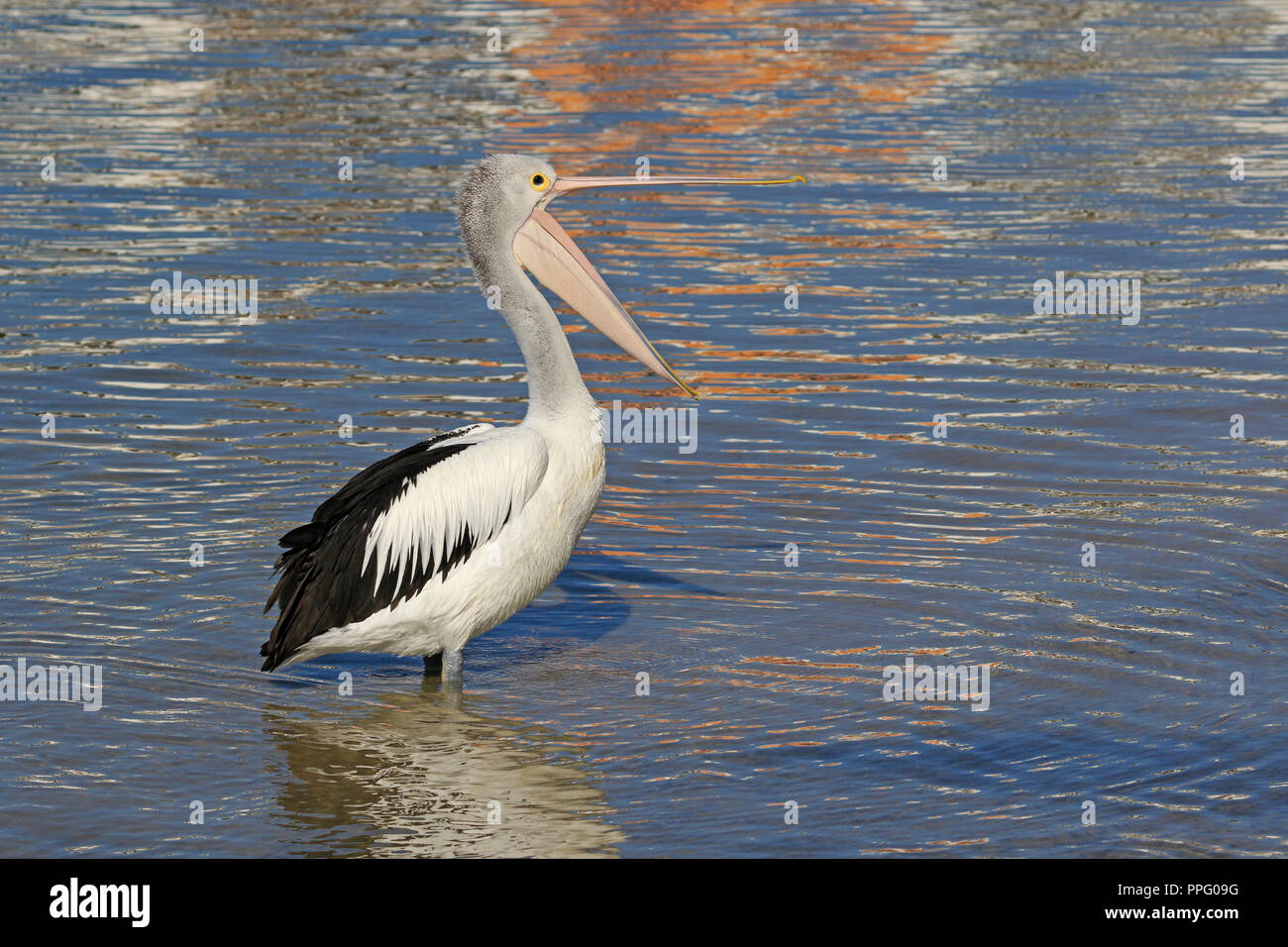 Pellicano australiano con il suo becco aperto nel Queensland Australia Foto Stock