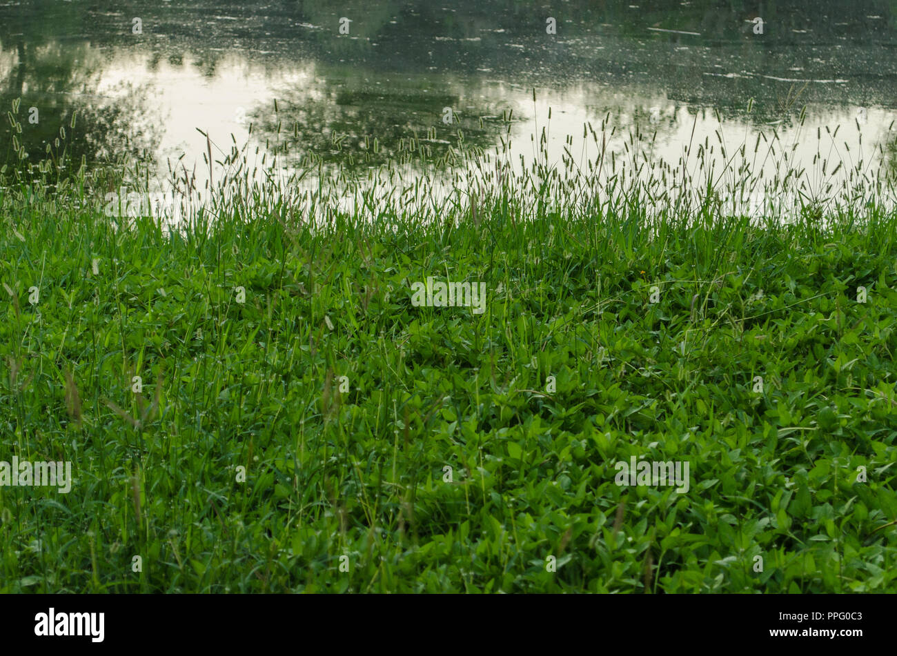 Modello di fiori verdi con lo sfondo del lago e della riflessione dei verdi alberi. Foto Stock