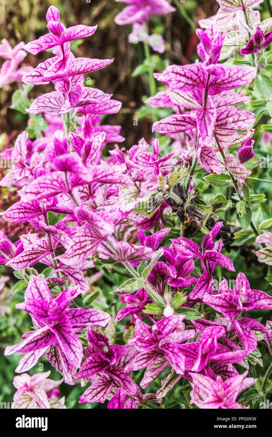 Salvia sclarea, Salvia viridis 'marmo Arch Rose' in tarda estate aiuola Foto Stock
