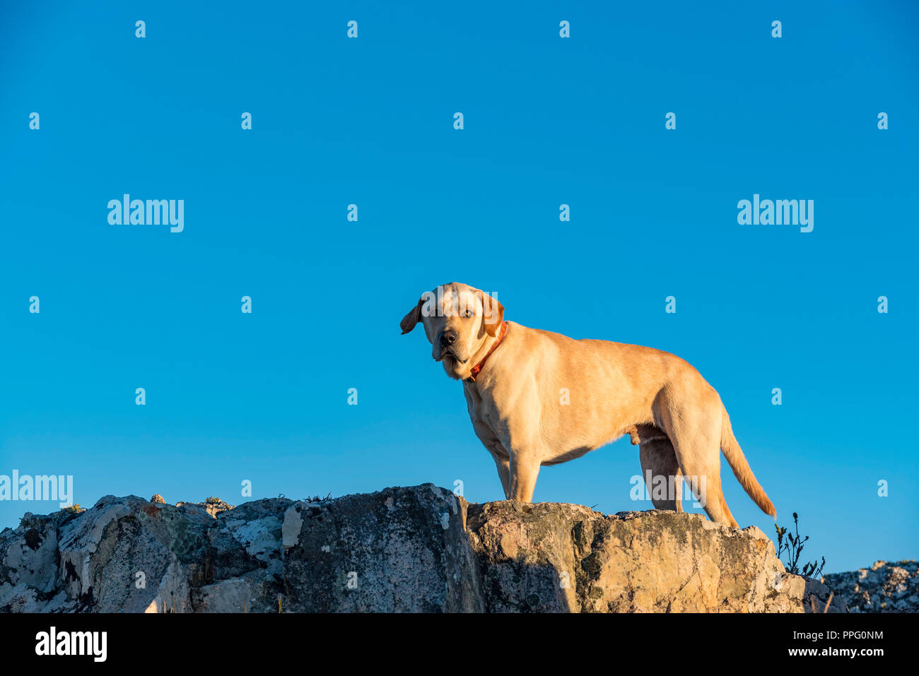 Un cane labrador guarda un tramonto. Foto Stock