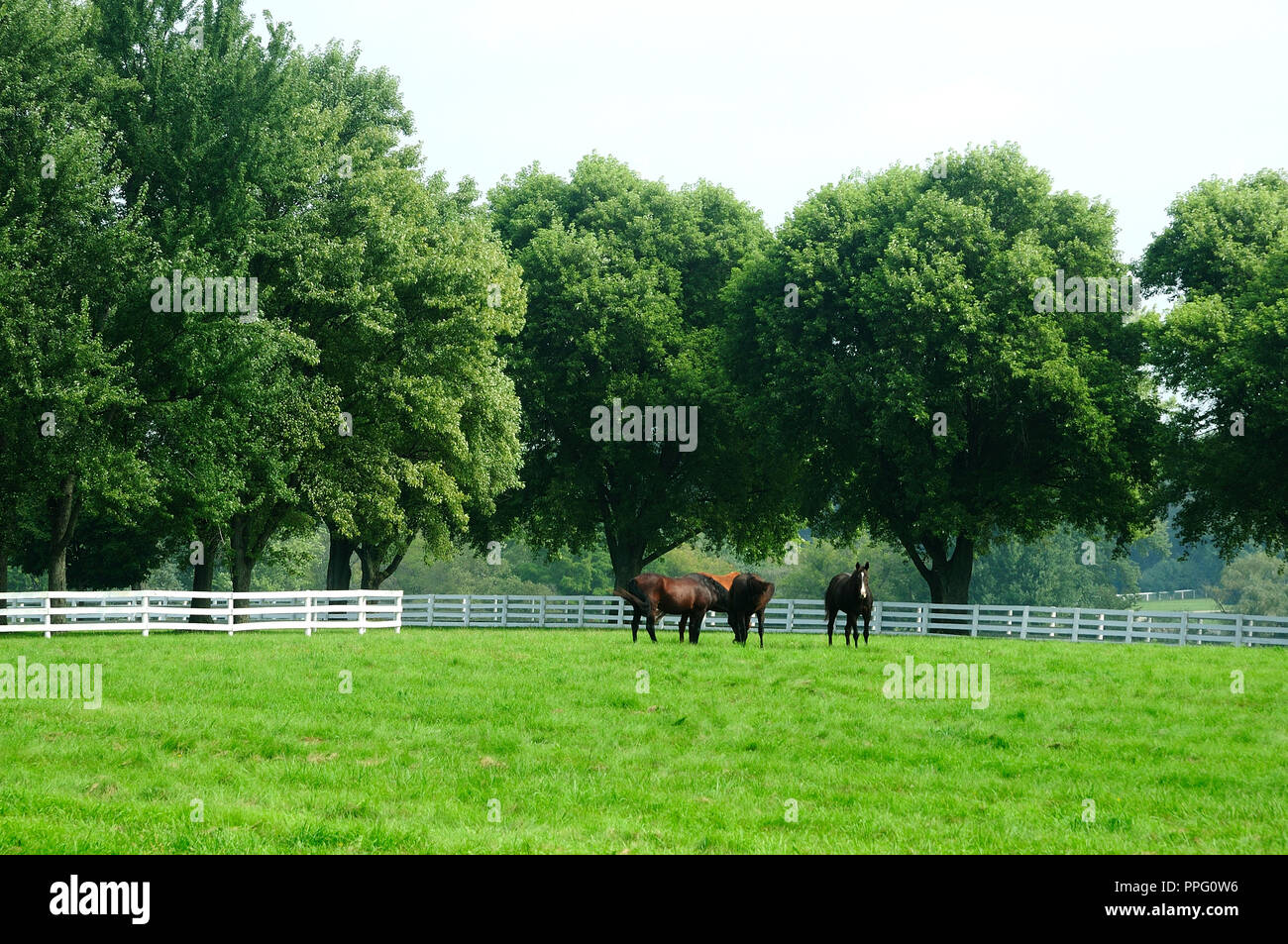 Gruppo di purosangue fattrici in pascolo. Foto Stock
