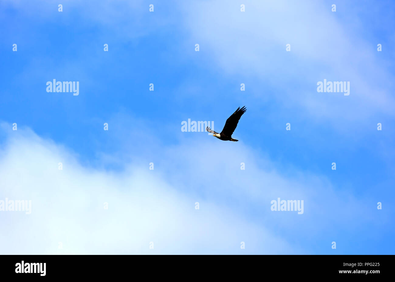 Aquila calva, Haliaeetus leucocephalus, in volo Foto Stock