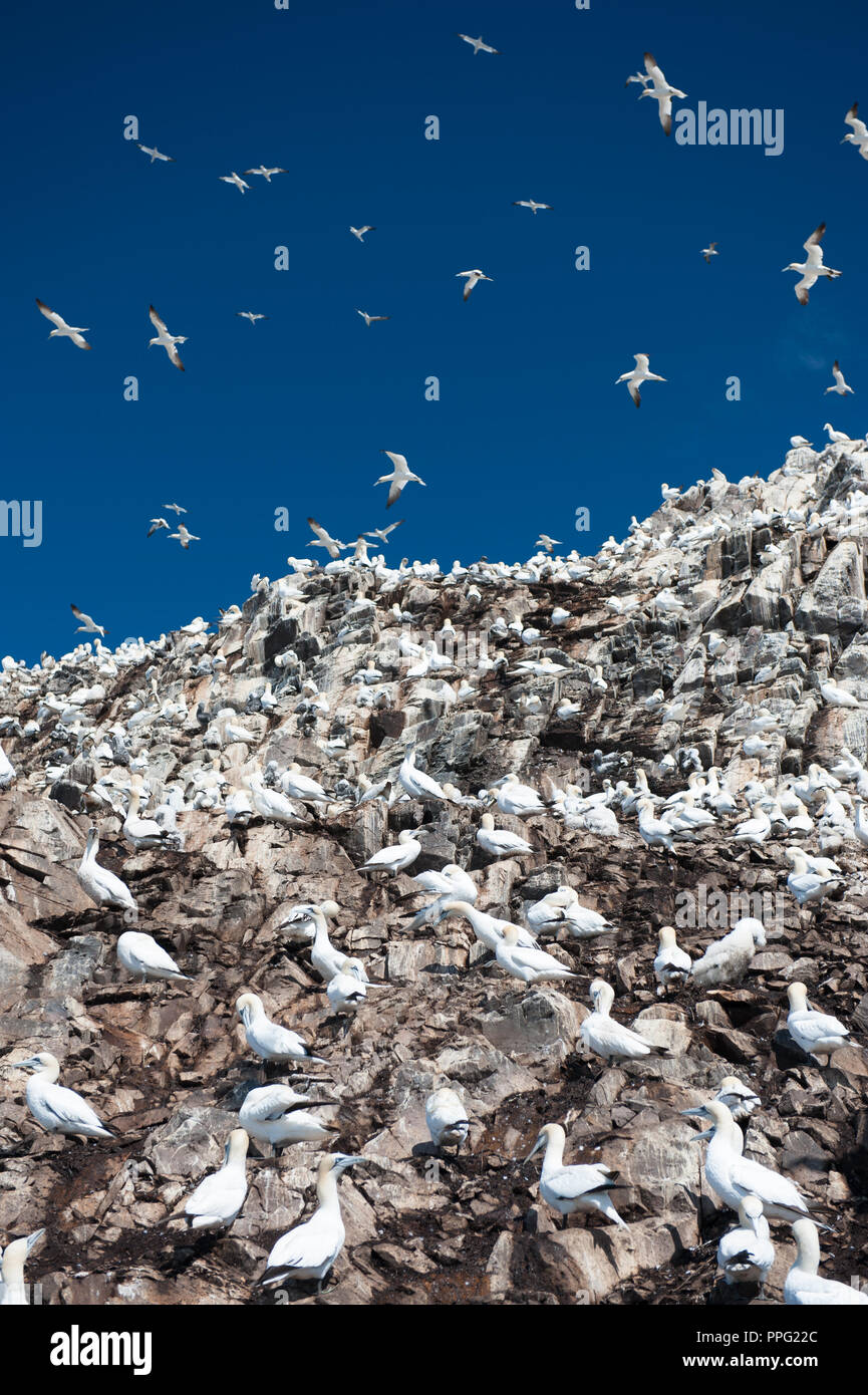 Gannett su Bass Rock, Scozia Foto Stock