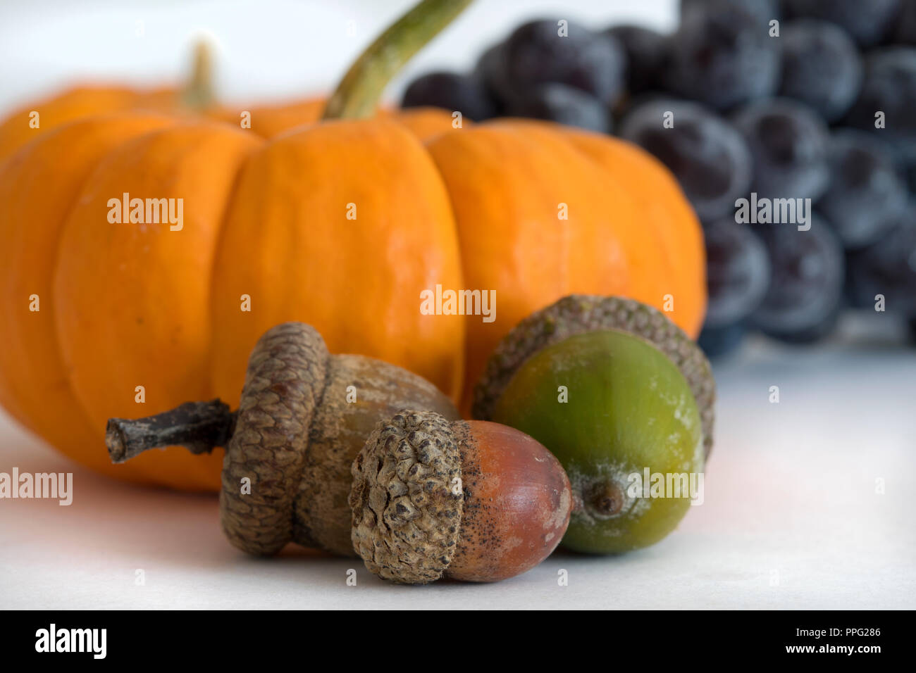 Zucche di autunno Foto Stock