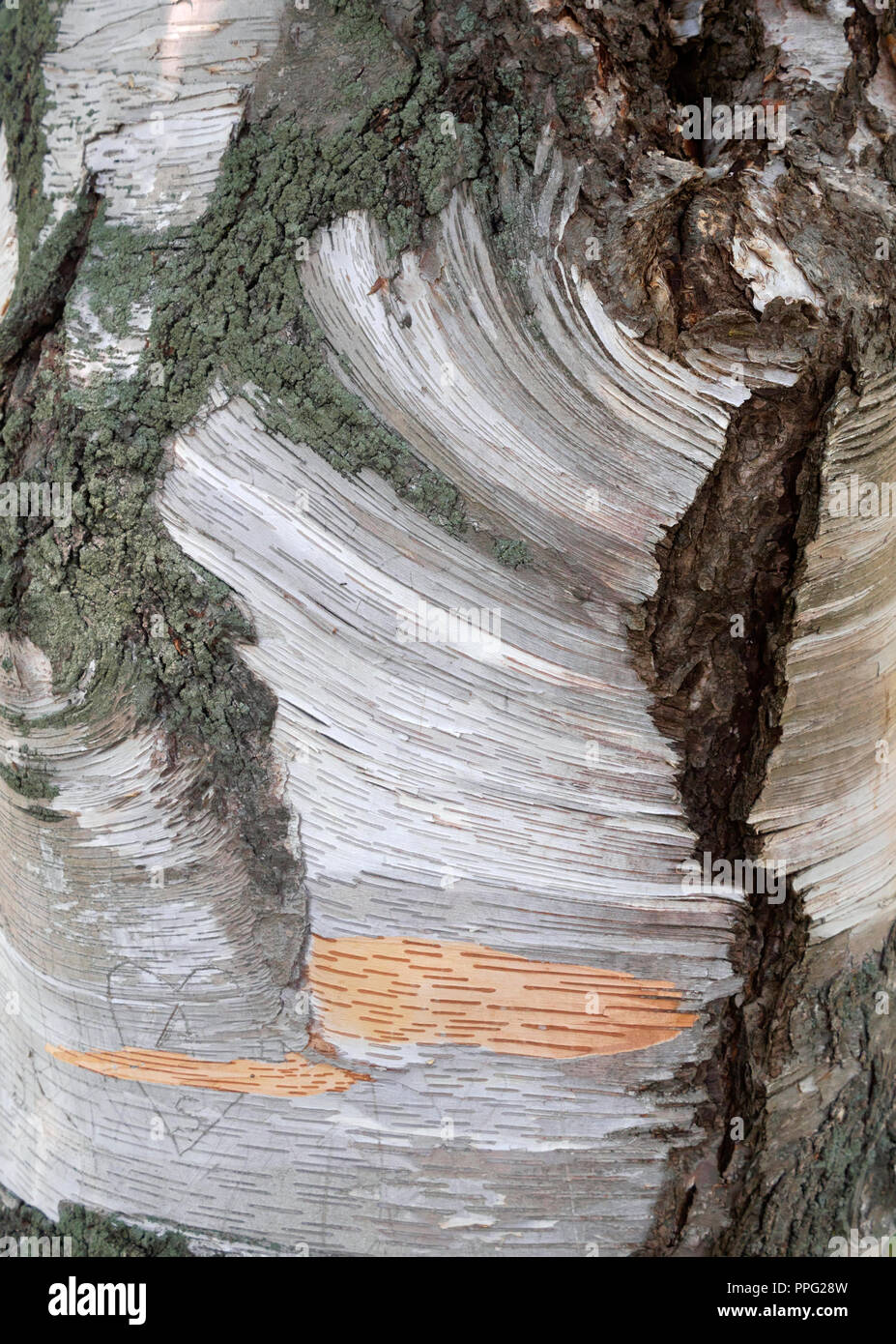 Corteccia di betulla Foto Stock