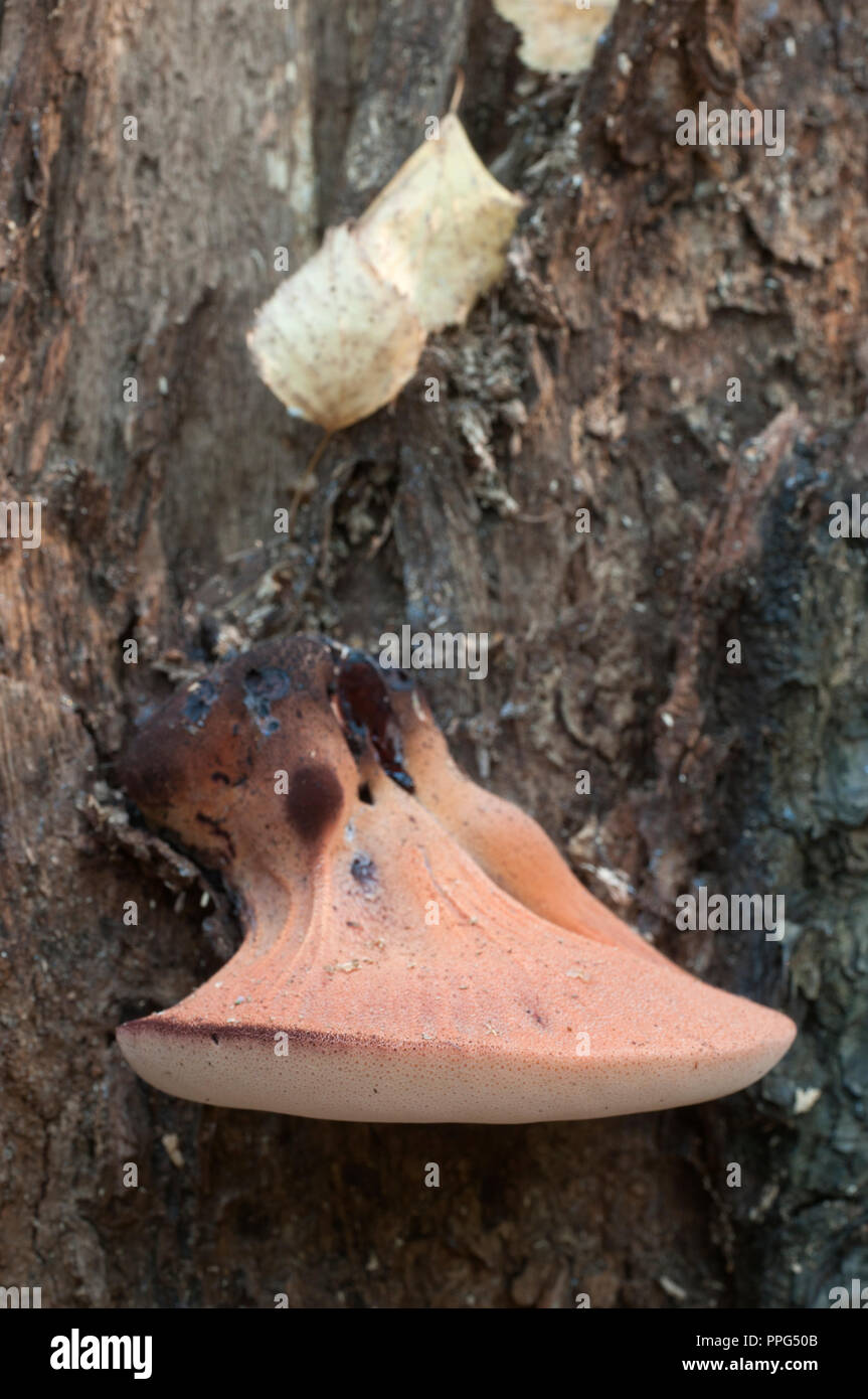 Pycnoporus cinnabarinus (cinabro polypore), Immagine ravvicinata Foto Stock