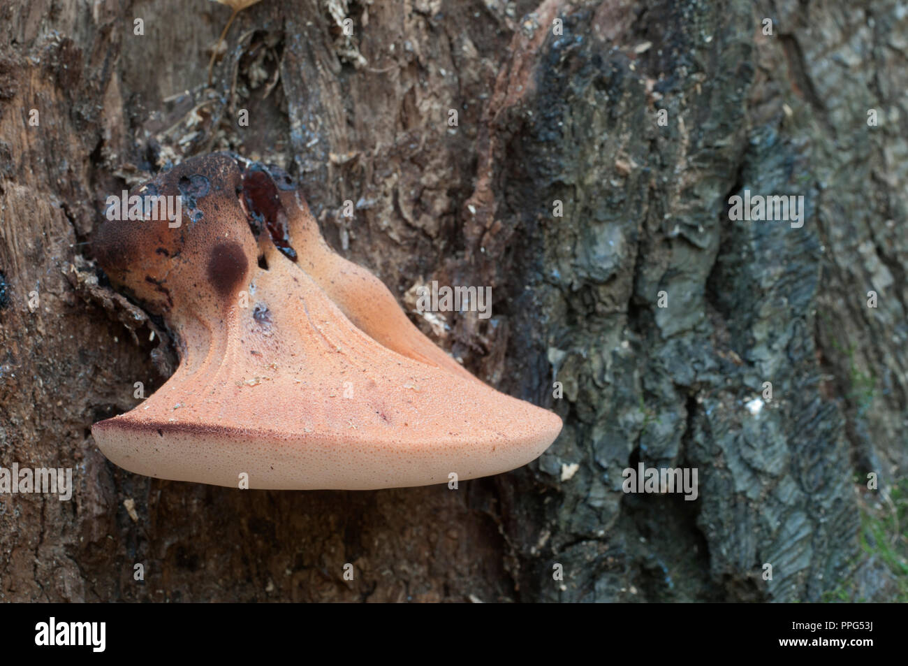 Pycnoporus cinnabarinus (cinabro polypore), Immagine ravvicinata Foto Stock