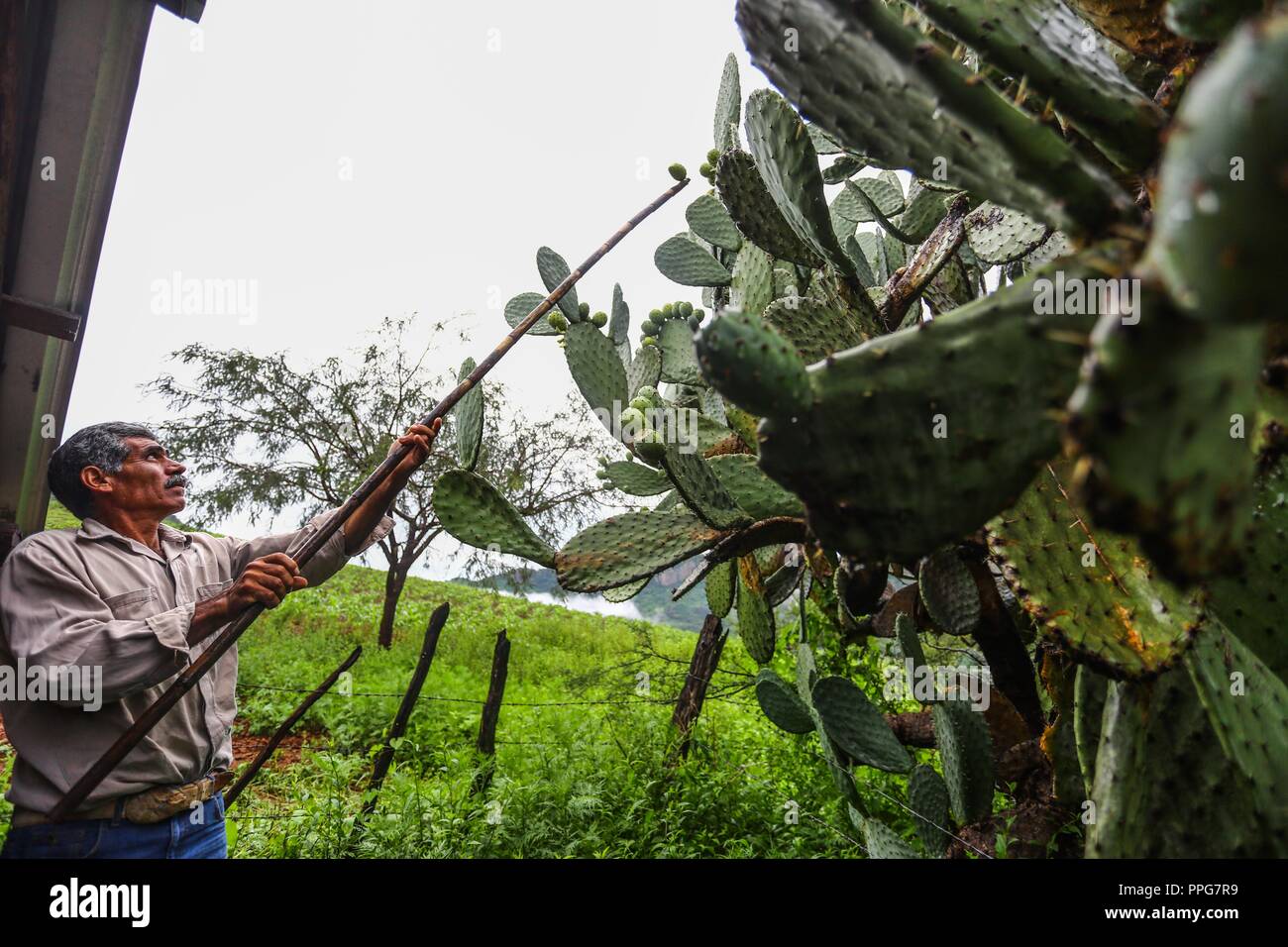 Rancho Santa Barbara y Reserva Monte Mojino de la Cultura Naturale Internazionale (NSC). Area de protegida. Reserva Natural en la Sierra de Alamos, sono Foto Stock