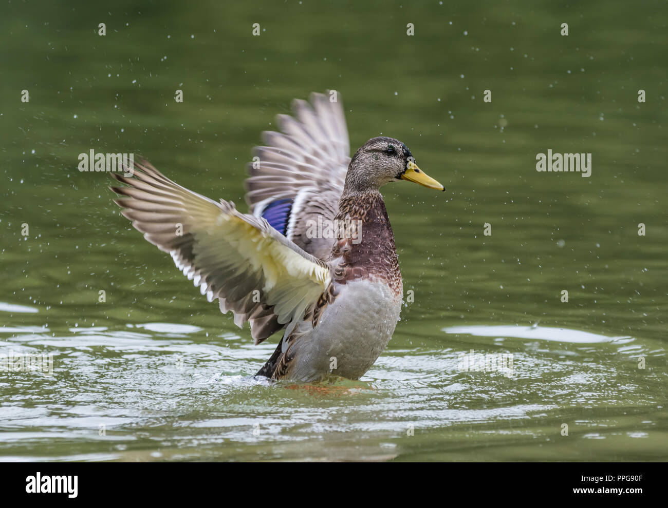 Hen (femmina) Mallard Duck (Anas platyrhynchos) sull'acqua sbattimenti ali, con ali fuori teso indietro e in estate nel West Sussex, Regno Unito. Foto Stock