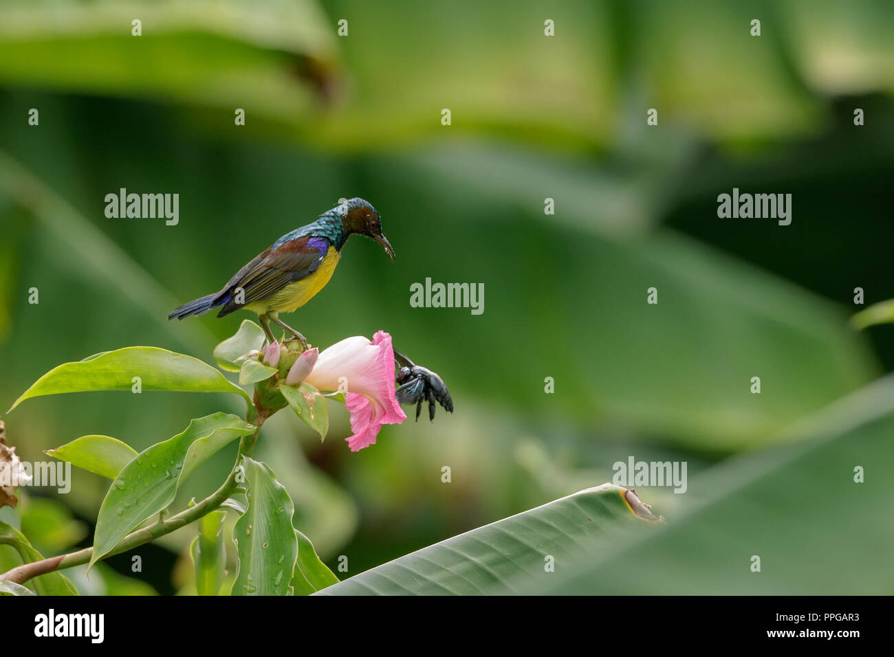 Brown-Throated sunbird alimentando in Singapore Botanic Gardens Foto Stock