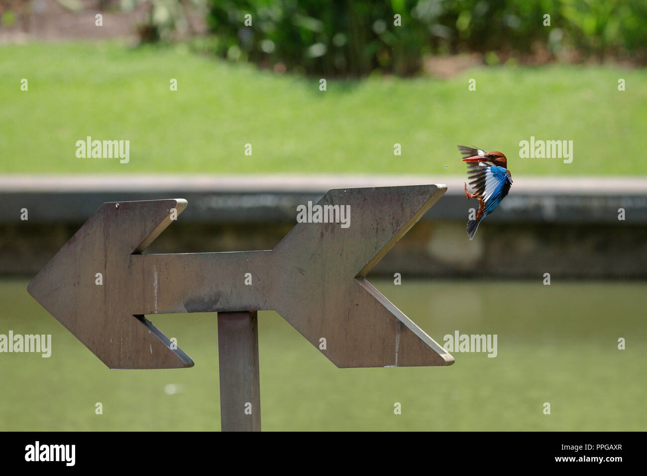White-Throated Kingfisher attorno alla terra dopo un tuffo per la cattura di pesci Foto Stock