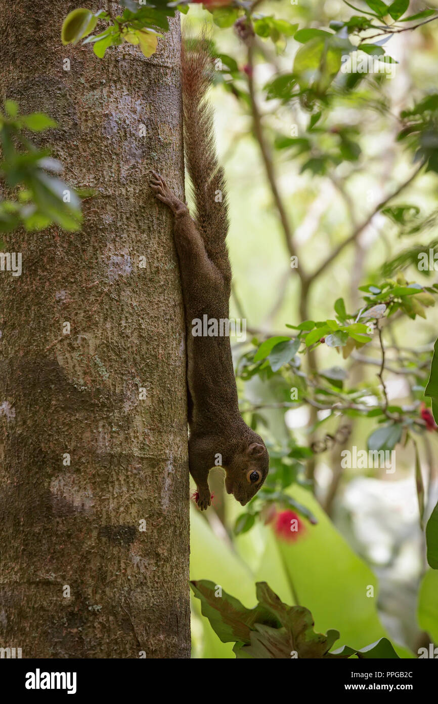 Piantaggine alimentazione scoiattolo in Singapore Botanic Gardens Foto Stock