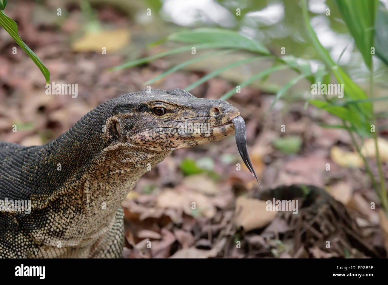 Malyan Monitor acqua Lizard presso i Giardini Botanici di Singapore. Foto Stock