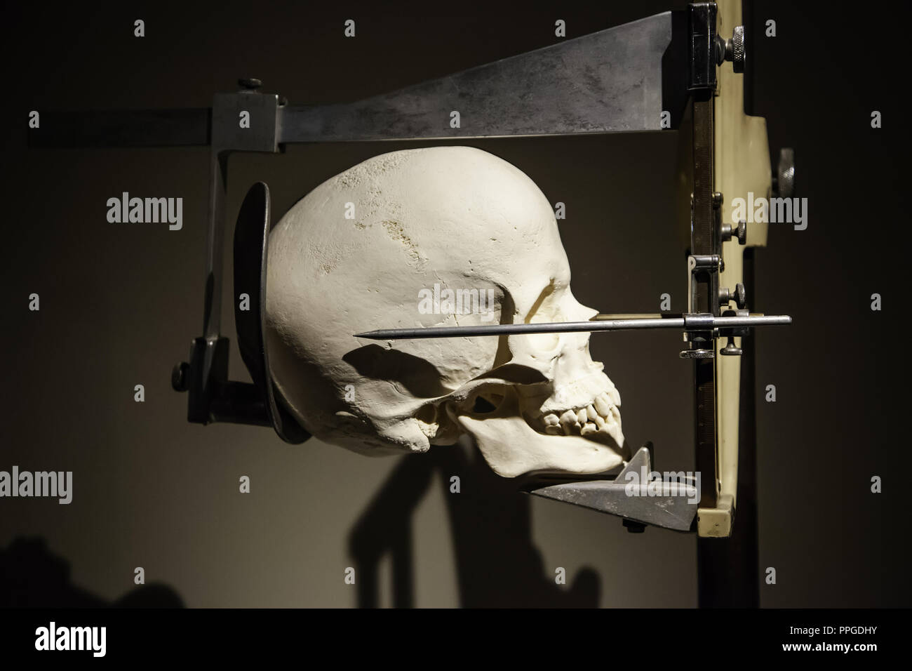 Cranio medica per gli studi di medicina, dettaglio Foto Stock