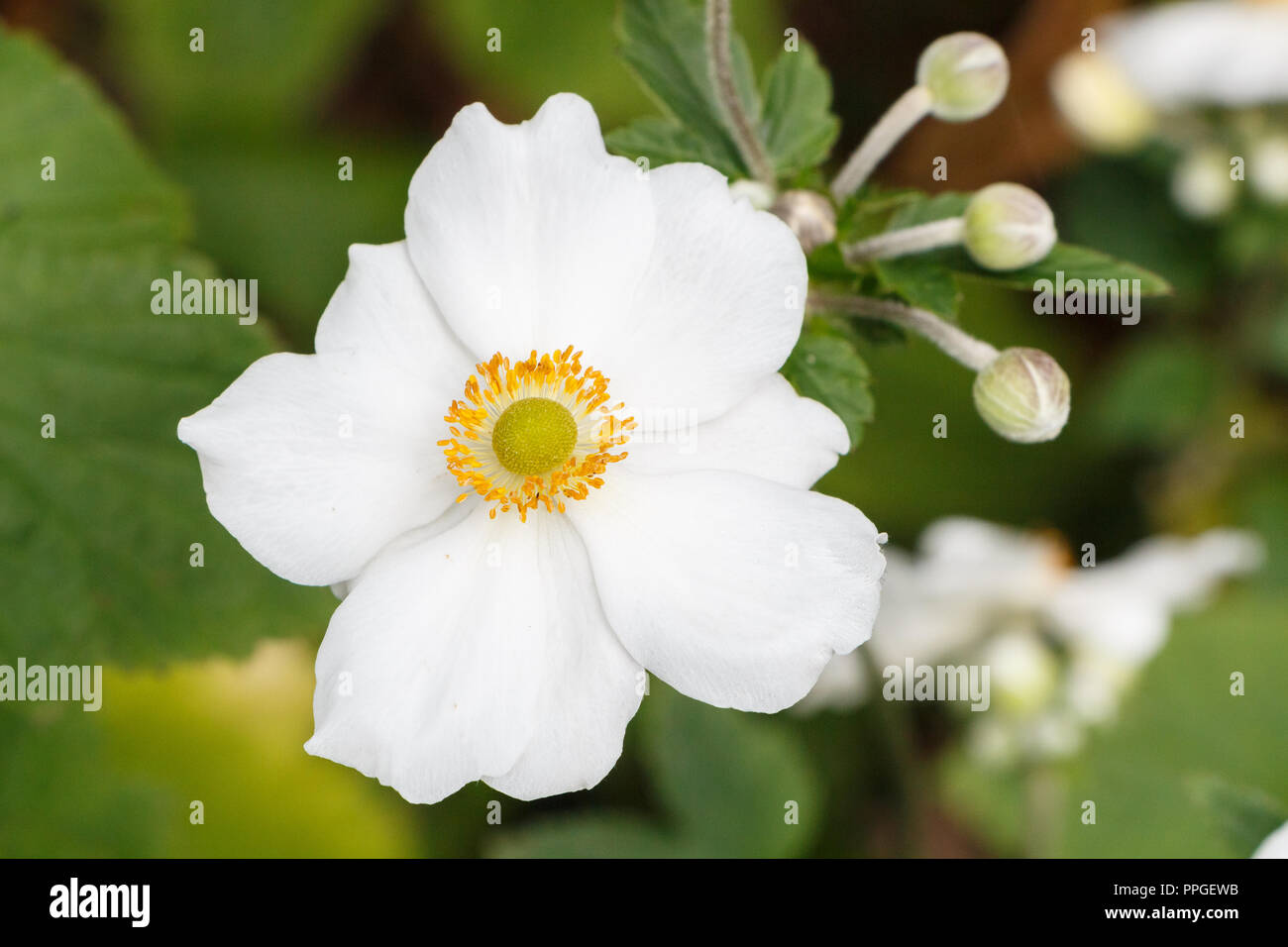 Fiore bianco e boccioli di anemone giapponese Foto Stock