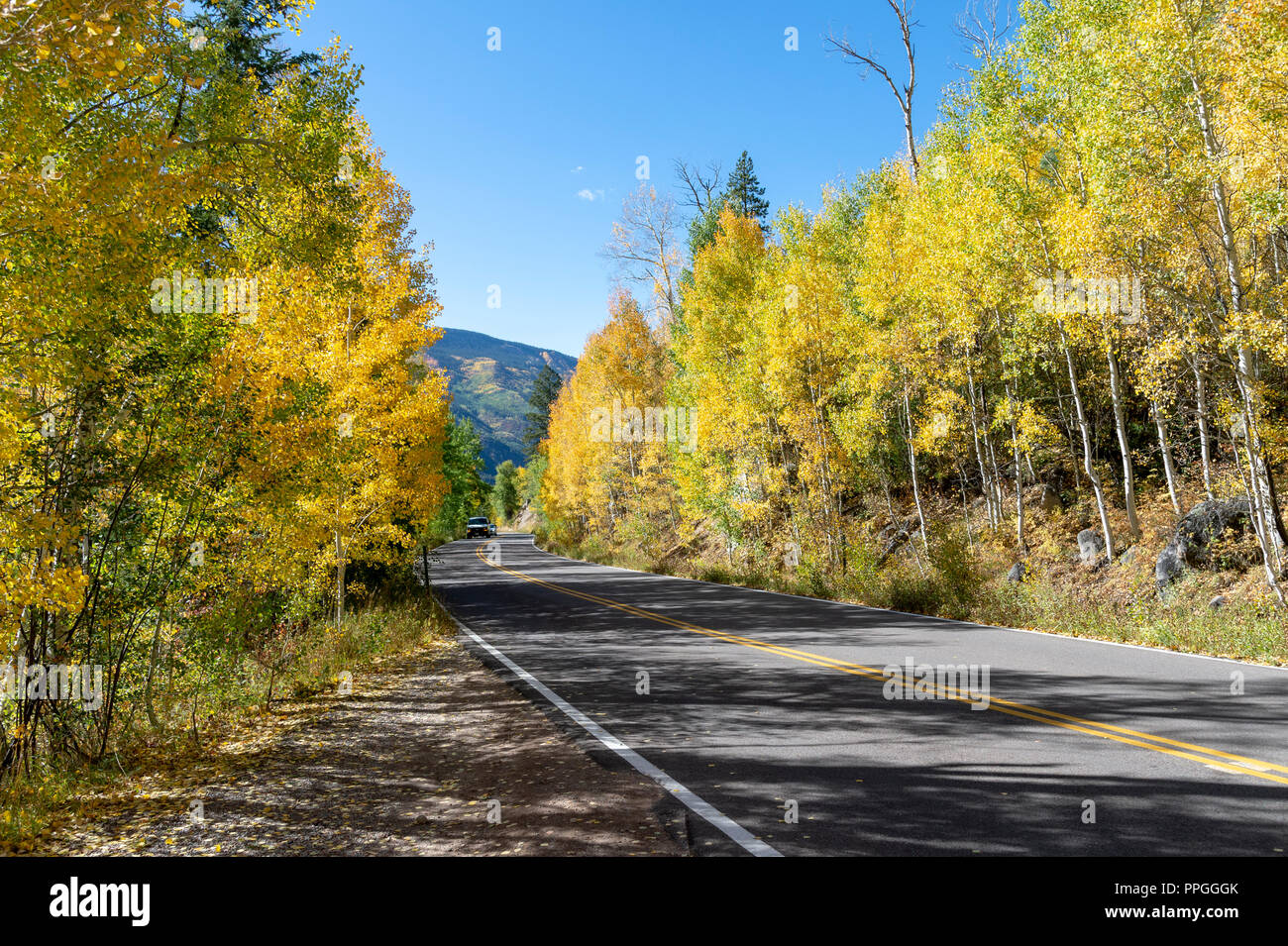 Fioritura di aspen alberi nell'Indipendenza Pass, Colorado, STATI UNITI D'AMERICA Foto Stock