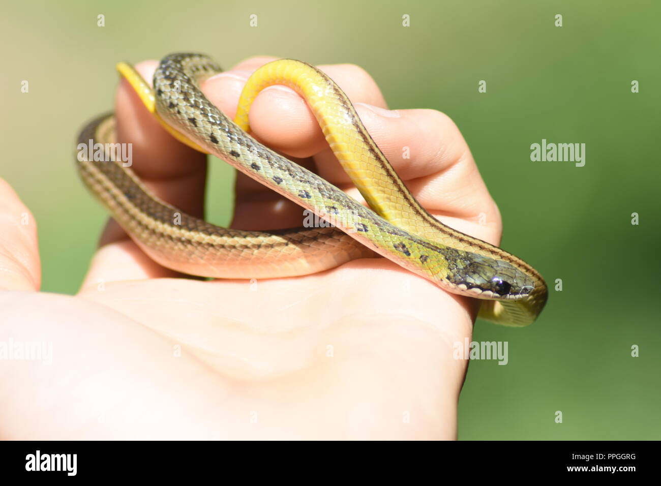 Verde Serpente di insetti provenienti dalla Colombia Foto Stock