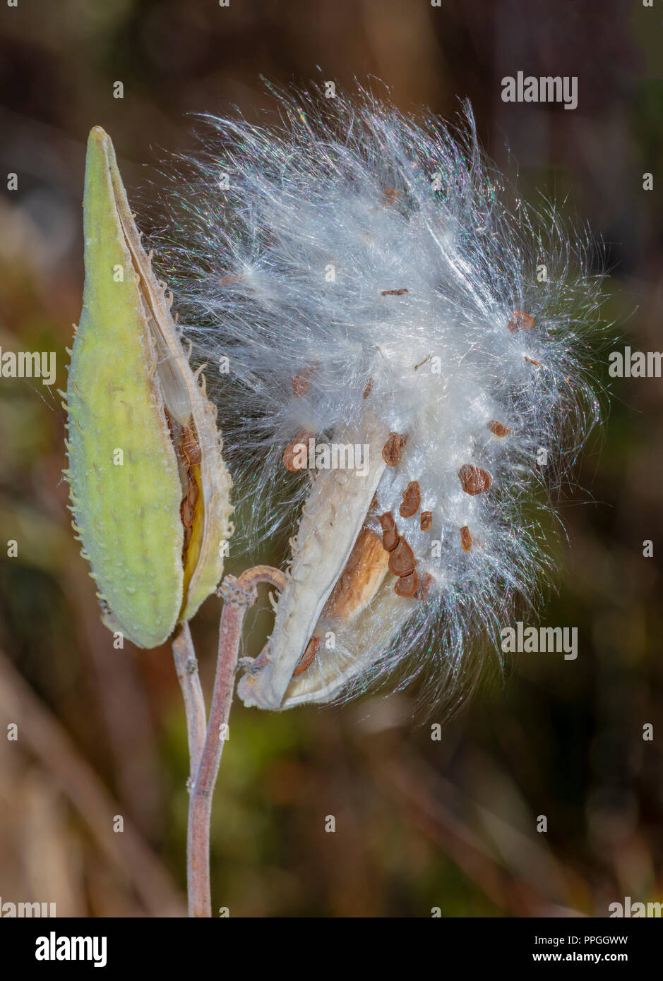 Appariscente Milkweed (Asclepias speciosa) semi vegetali pods disperdendo i semi in settembre, Castle Rock Colorado US. Foto Stock