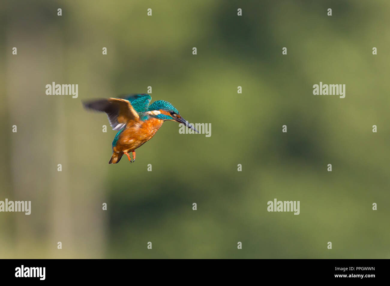 Droitwich, UK. 25 Settembre, 2018. Regno Unito: meteo con abbondanza di sole autunnale della durata di tutto il giorno, questo selvatico, Regno Unito kingfisher bird (Alcedo atthis) è fuori e circa occupato nella sua ricerca di cibo. In bilico isolato in midair su di una piscina con acqua dolce, cercando di individuare il suo pasto serale, che si tuffa nell'acqua per prendere un pesce in golden sera la luce del sole. Credito: Lee Hudson/Alamy Live News Foto Stock
