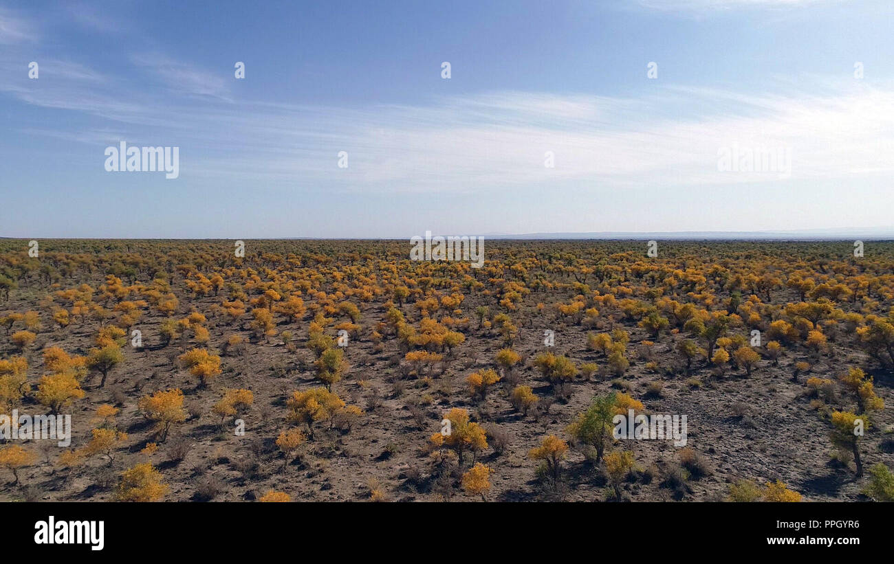 Prosciutto cotto, Prosciutto, Cina. 26 Sep, 2018. Di Yiwu, CINA-Scenario di populus euphratica foresta in Yiwu County, Hami, Northwest ChinaÃ¢â'¬â"¢s Xinjiang. Credito: SIPA Asia/ZUMA filo/Alamy Live News Foto Stock