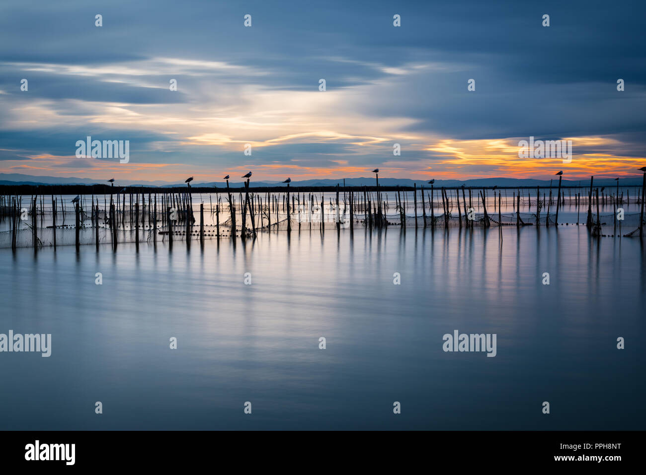 Silhouette di uccelli in piedi su pali al crepuscolo in La Albufera di Valencia, una laguna di acqua dolce e di estuario nella parte orientale della Spagna. Lunga esposizione. Foto Stock