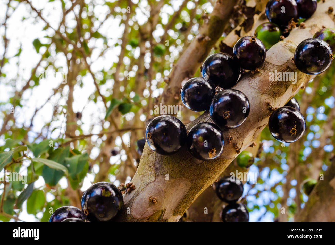 Più grasso e succosa jabuticabas su un ramo di un albero vicino. Foto Stock