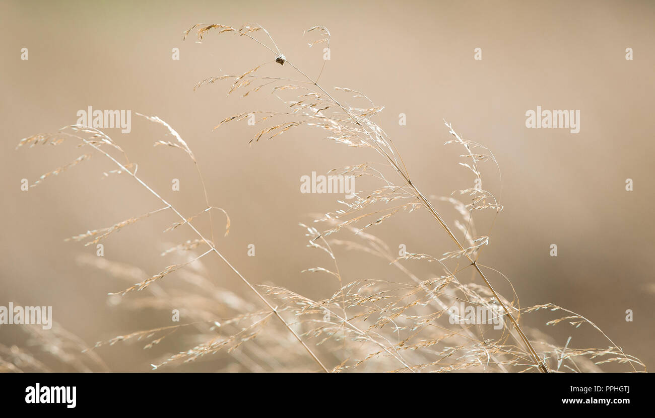 Graminacee selvatiche che soffia nella brezza autunnale con diminuito teste di seme. Yorkshire nebbia erba, Holcus lanatus. Calma, serena astratta. Orizzontale. Foto Stock