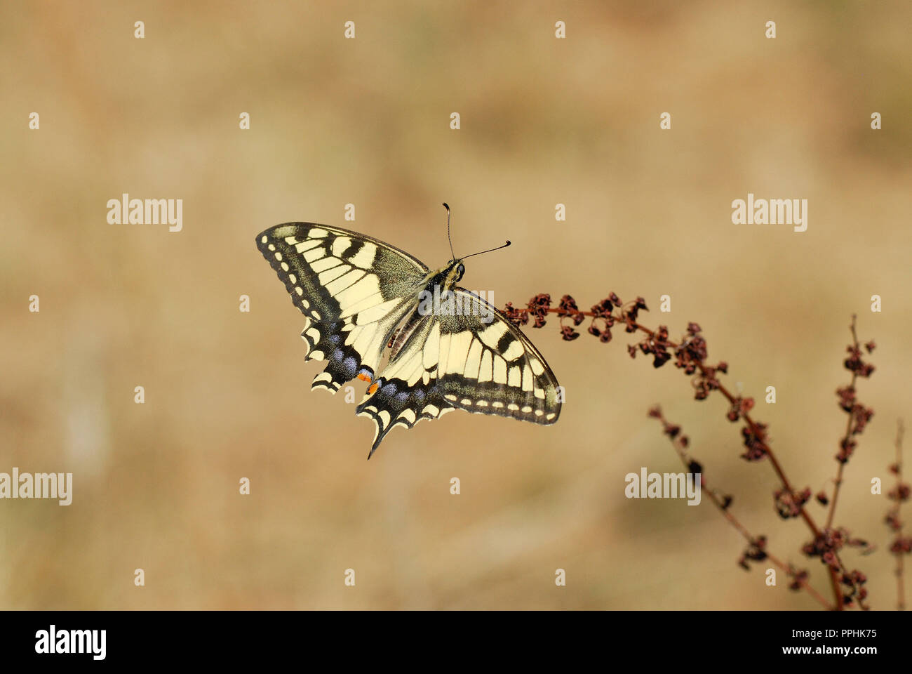Butterfly del Vecchio Mondo a coda di rondine (Papilio machaon) Foto Stock