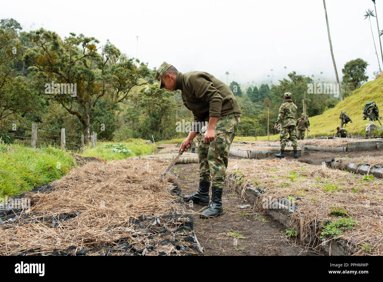 6/10 Photo Essay: coprire il piantato i semi per la protezione solare. L Esercito Nazionale lavorando su cera piantagione di palme in Cocora Valley, Colombia. Sep 2018 Foto Stock