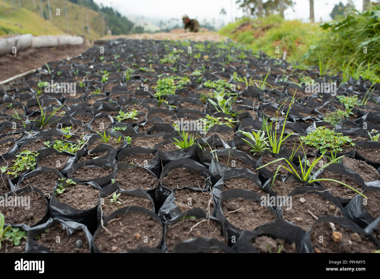 2/10 Photo Essay: cera palm semi piantati nel suolo. L Esercito Nazionale lavorando su cera piantagione di palme in Cocora Valley, Colombia. 13 Set 2018 Foto Stock