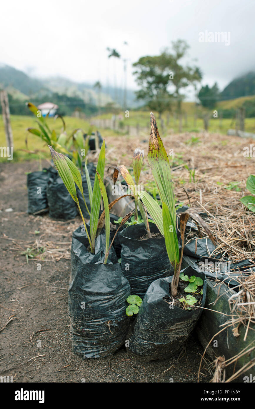 7/10 Photo Essay: occorrono 2 anni da un seme piantato a crescere questa alta. L Esercito Nazionale lavorando su cera piantagione di palme in Cocora Valley, Colombia. Foto Stock