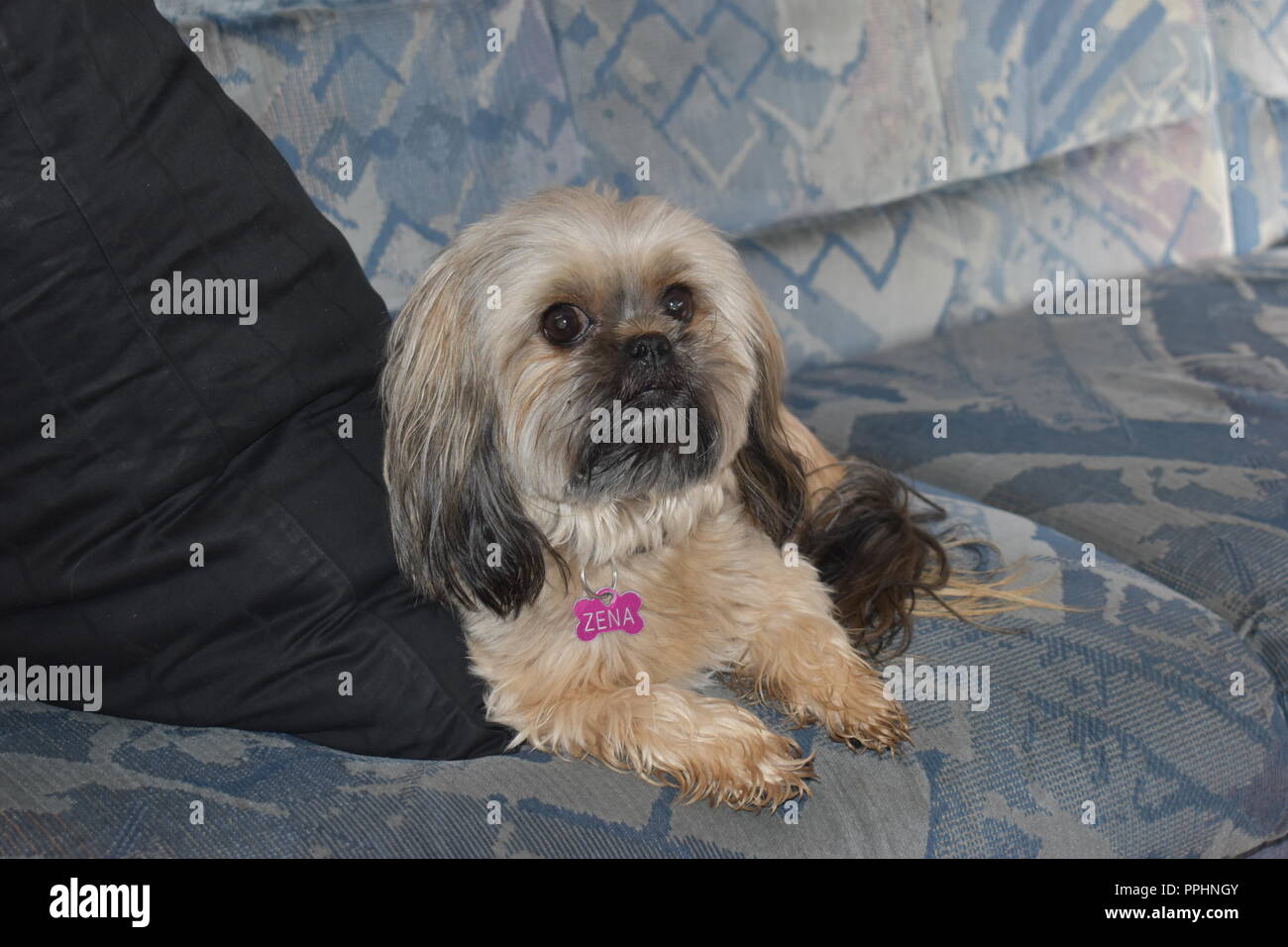 Simpatici cani Foto Stock