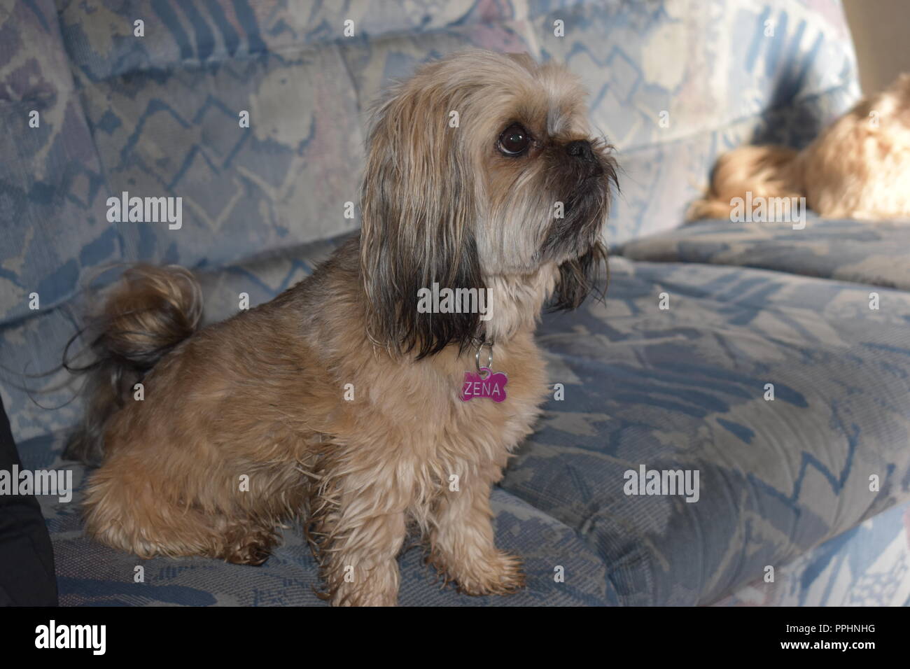 Simpatici cani Foto Stock