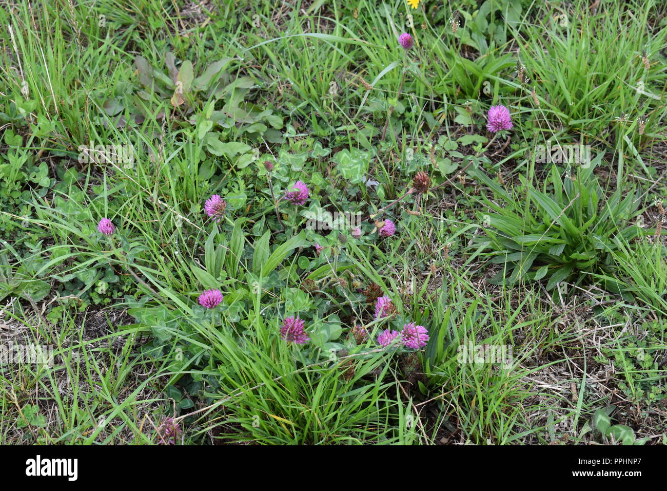 Trifoglio viola Foto Stock