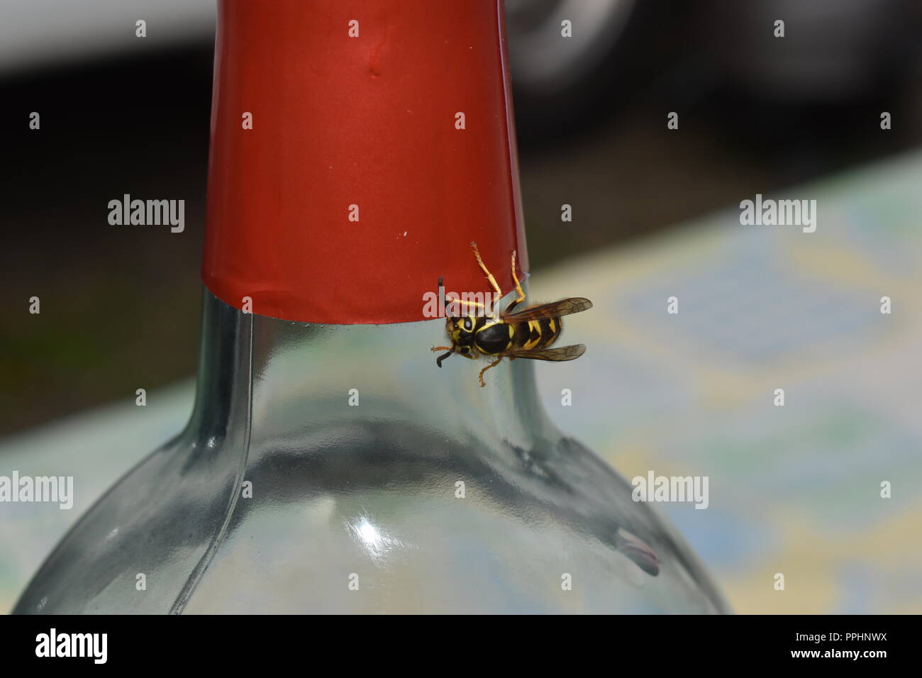 Giacca gialla Wasp Foto Stock