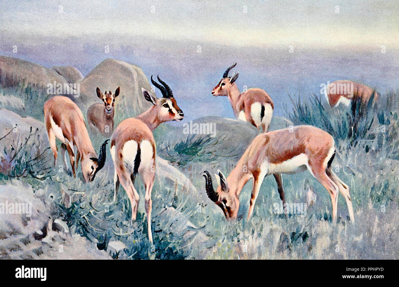 Gazzelle Foto Stock