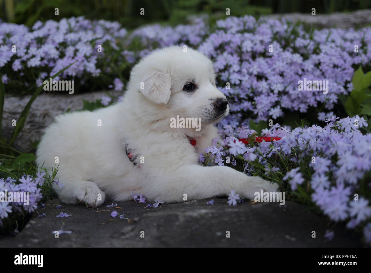 Bianco grande Pirenei cucciolo Mix (2 mesi) posa su roccia circondato da fiori. Foto Stock