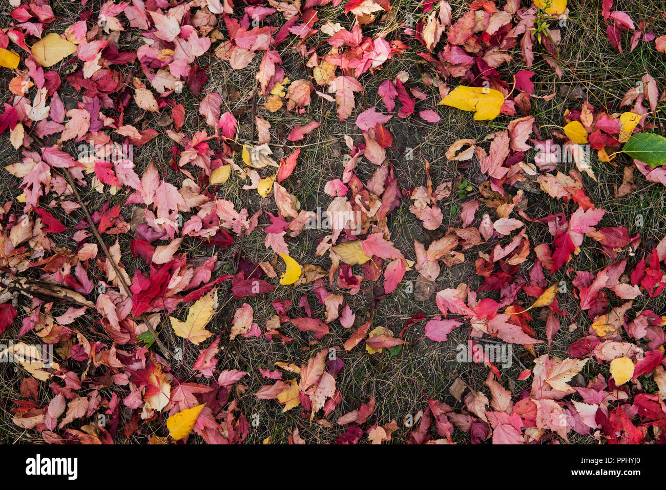 Foglie di autunno Borgogna sul terreno nel parco. Sfondo colorato fatto di caduto foglie di autunno. Foto Stock