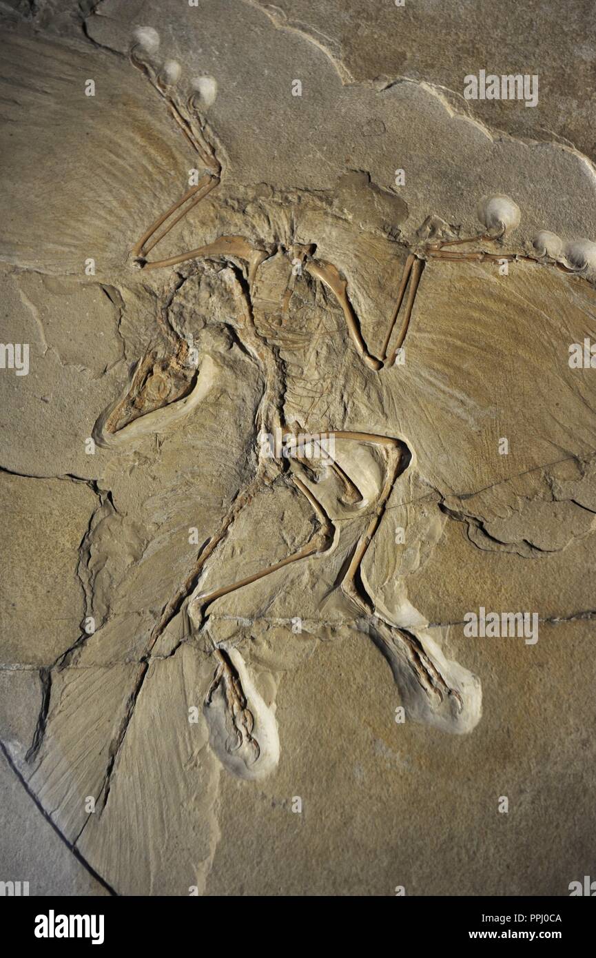 Archeopteryx. Un uccello (più primitivi noti), che ha vissuto nel Giurassico superiore (circa 150,8 e 145,5 milioni di anni fa nella Tithonian). Da fossili di Eichstätt (Germania). Museum fur Naturkunde. Berlino. Germania. L'Europa. Foto Stock
