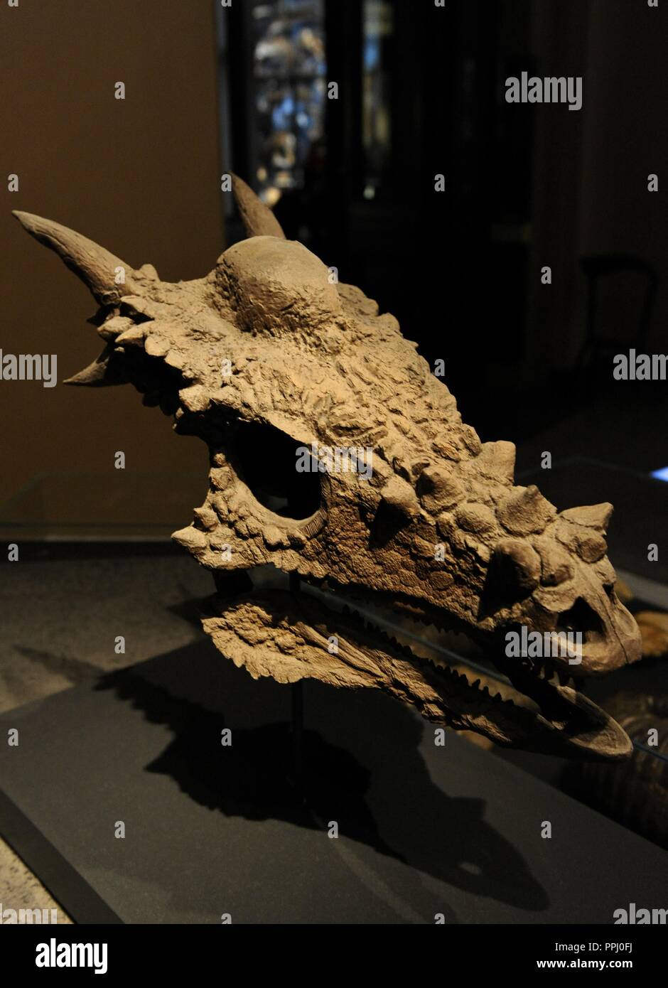 Stygimoloch. Un genere rappresentato da una singola specie di pachicefalosaurin marginocephalus dinosauro, che visse nel Cretaceo superiore, circa 65,5 milioni di anni fa nella Mastrichtian, in quello che oggi è il Nord America. Dettaglio del cranio. Museum fur Naturkunde. Berlino. Germania. L'Europa. Foto Stock