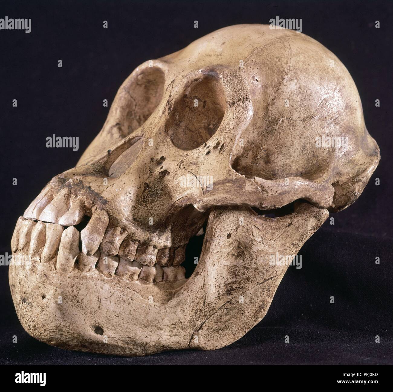 Scimpanzé maschi cranio. Posizione: la Facultad de BIOLOGICAS. MADRID. Spagna. Foto Stock