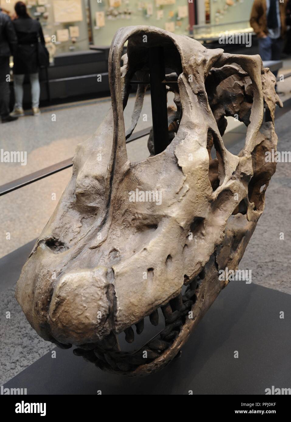 I dinosauri hall. Cranio di un Brachiosaurus, genere di dinosauri sauropods braquiosáuridos, che visse alla fine del Giurassico, circa 152 e 145 milioni di anni fa. Museum fur Naturkunde (Museo di Storia Naturale). Berlino Germania. L'Europa. Foto Stock